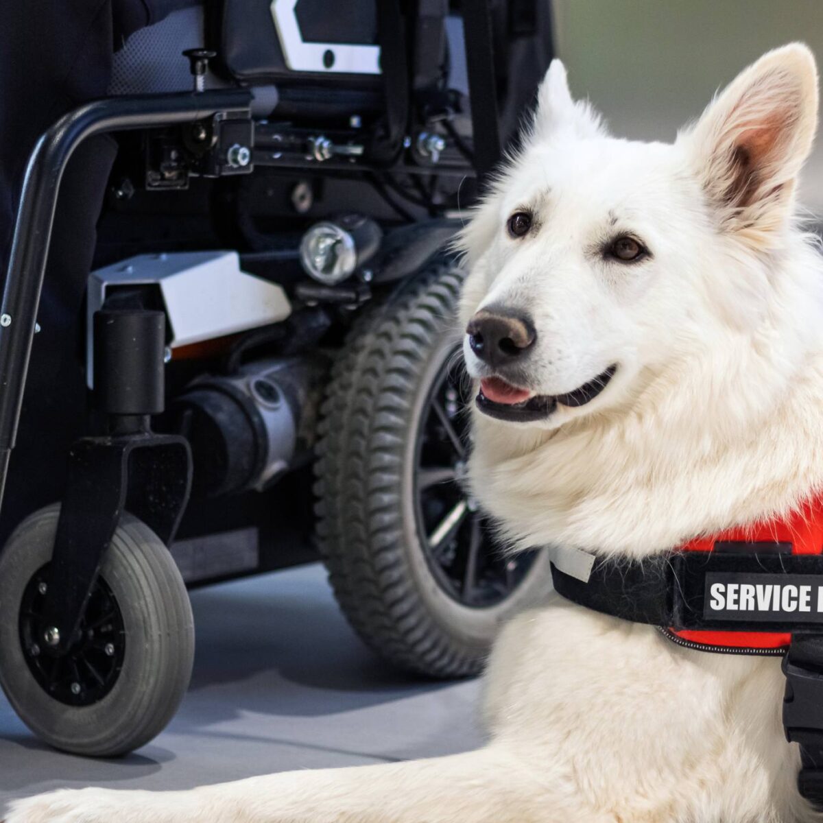 service dog sitting next to wheelchair