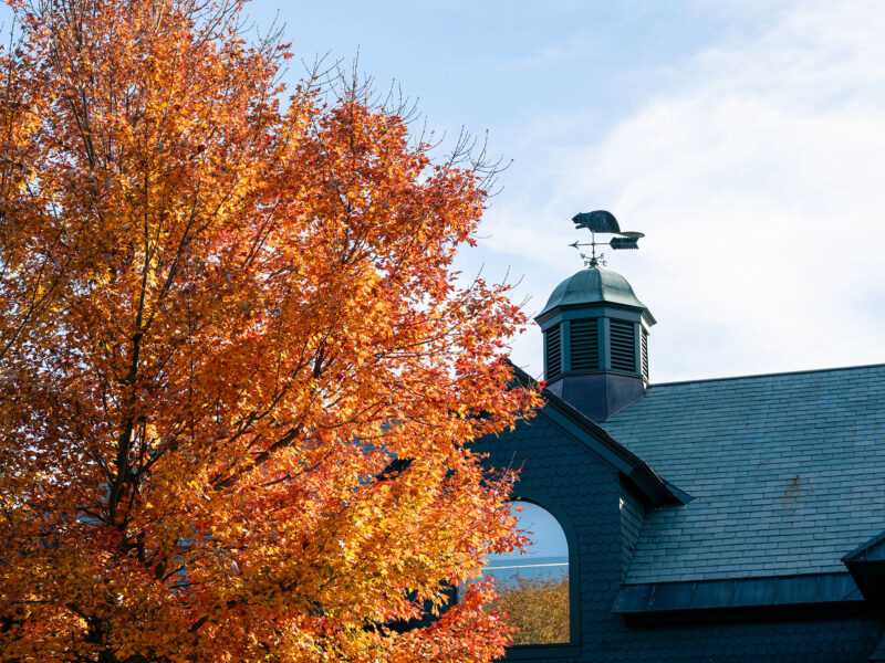 tree with red and orange leaves in front of a beaver weathervane